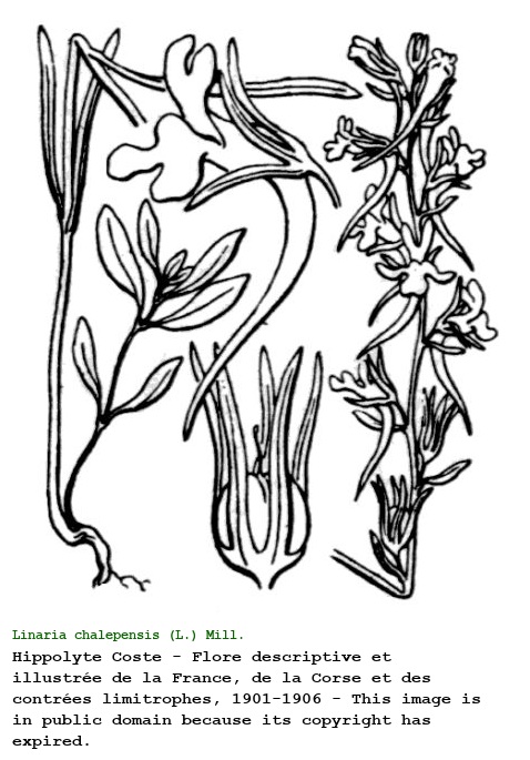 Linaria chalepensis (L.) Mill.